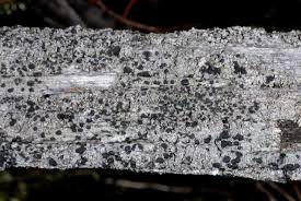 Attēlu rezultāti vaicājumam “Mycoblastus sanguinarius”