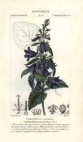 Image result for Campanula trachelium