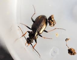 Attēlu rezultāti vaicājumam “Loricera pilicornis”