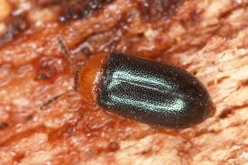 Attēlu rezultāti vaicājumam “Tetratoma fungorum”