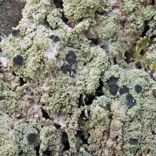 Attēlu rezultāti vaicājumam “Megalaria grossa”