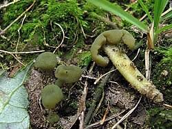 Attēlu rezultāti vaicājumam “Leotia lubrica”