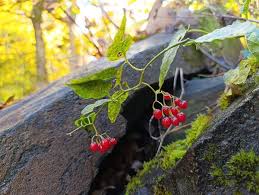 Attēlu rezultāti vaicājumam “Solanum dulcamara fruit”