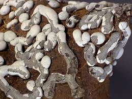 Attēlu rezultāti vaicājumam “Diderma effusum”