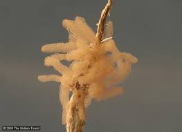 Attēlu rezultāti vaicājumam “Heterotrichia obvelata (syn. Arcyria obvelata) young”