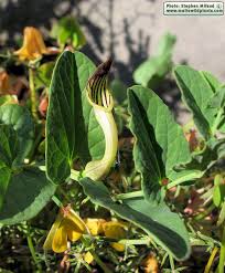 Attēlu rezultāti vaicājumam “Aristolochiaceae”