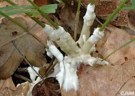 Attēlu rezultāti vaicājumam “Sebacina incrustans”