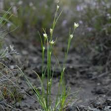 Attēlu rezultāti vaicājumam “Rhynchospora alba fruit”