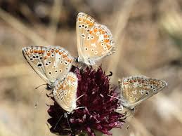 Attēlu rezultāti vaicājumam “Aricia artaxerxes  underside”