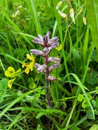 Attēlu rezultāti vaicājumam “Orobanche coerulescens bud”