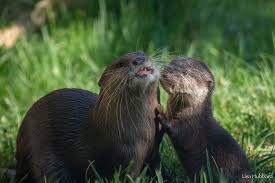 Image result for Worthing Otters