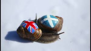Image result for World Snail Racing Championships