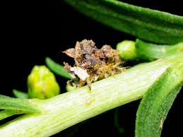 Attēlu rezultāti vaicājumam “Chrysopidae eggs”