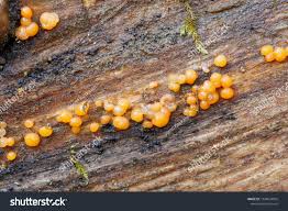 Attēlu rezultāti vaicājumam “Dacrymyces stillatus”