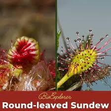 Attēlu rezultāti vaicājumam “Drosera rotundifolia flower”