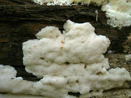 Attēlu rezultāti vaicājumam “Antrodia gossypium”