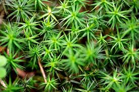 Attēlu rezultāti vaicājumam “Polytrichum juniperinum”