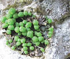 Attēlu rezultāti vaicājumam “Grimmia muehlenbeckii sporophyte”