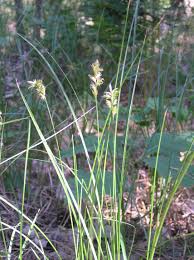 Attēlu rezultāti vaicājumam “Carex pseudocyperus female flower”