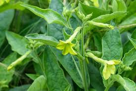 Attēlu rezultāti vaicājumam “Nicotiana tabacum flower”