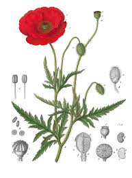 Image result for Papaver rhoeas