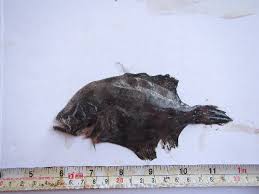 Image result for Paralichthys lethostigma