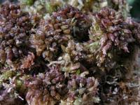Attēlu rezultāti vaicājumam “Sphagnum magellanicum”