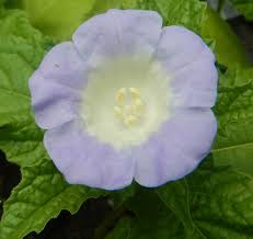 Attēlu rezultāti vaicājumam “Nicandra physalodes”