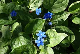 Image result for Omphalodes verna