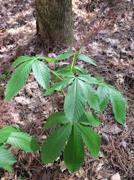 Attēlu rezultāti vaicājumam “Aesculus x hybrida leaf”