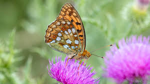 Attēlu rezultāti vaicājumam “Argynnis adippe”
