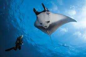 Image result for Manta Divers Sub-Aqua Club