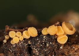 Attēlu rezultāti vaicājumam “Hymenoscyphus sp.”