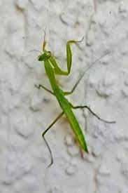 Attēlu rezultāti vaicājumam “Mantis religiosa”