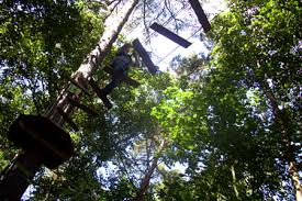 Image result for Go Ape! Leeds Castle