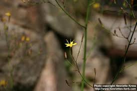 Attēlu rezultāti vaicājumam “Mycelis muralis”