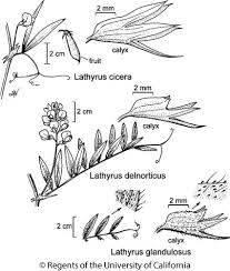 Attēlu rezultāti vaicājumam “Lathyrus palustris bud”
