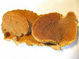 Attēlu rezultāti vaicājumam “Hapalopilus aurantiacus”