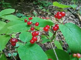 Attēlu rezultāti vaicājumam “Prociphilus xylostei”