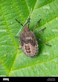 Attēlu rezultāti vaicājumam “Eurygaster testudinaria nymph”