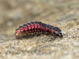 Attēlu rezultāti vaicājumam “Lampyridae”