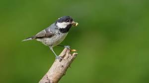 Attēlu rezultāti vaicājumam “Periparus ater”