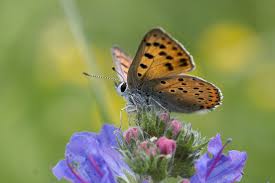 Attēlu rezultāti vaicājumam “Lycaena alciphron”