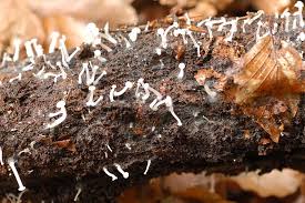 Attēlu rezultāti vaicājumam “Cudoniella acicularis”