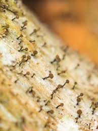 Attēlu rezultāti vaicājumam “Chaenotheca brunneola”