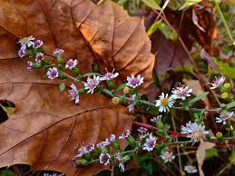 Attēlu rezultāti vaicājumam “Symphyotrichum x salignum leaf”