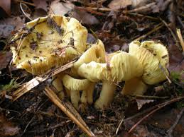 Attēlu rezultāti vaicājumam “Tricholoma flavovirens”