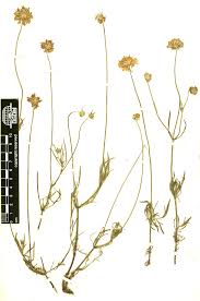 Image result for Scabiosa ochroleuca