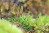 Attēlu rezultāti vaicājumam “Encalypta”