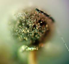 Attēlu rezultāti vaicājumam “Physarum bryocorticola macro”